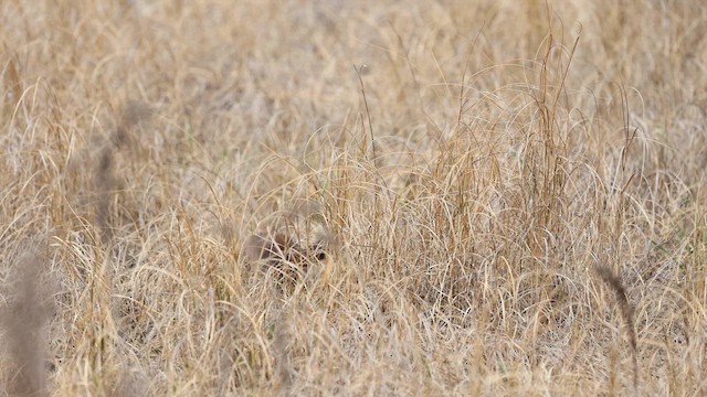 Visone americano - ML636794191