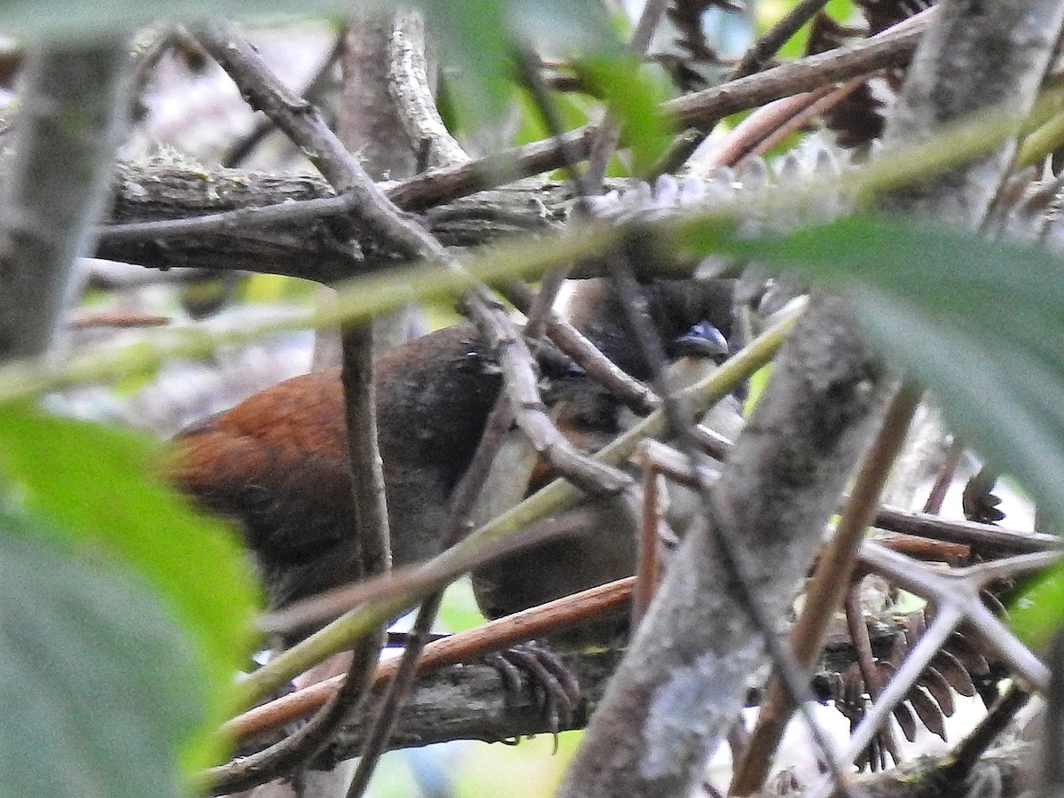 Coraya Wren - ML636794205