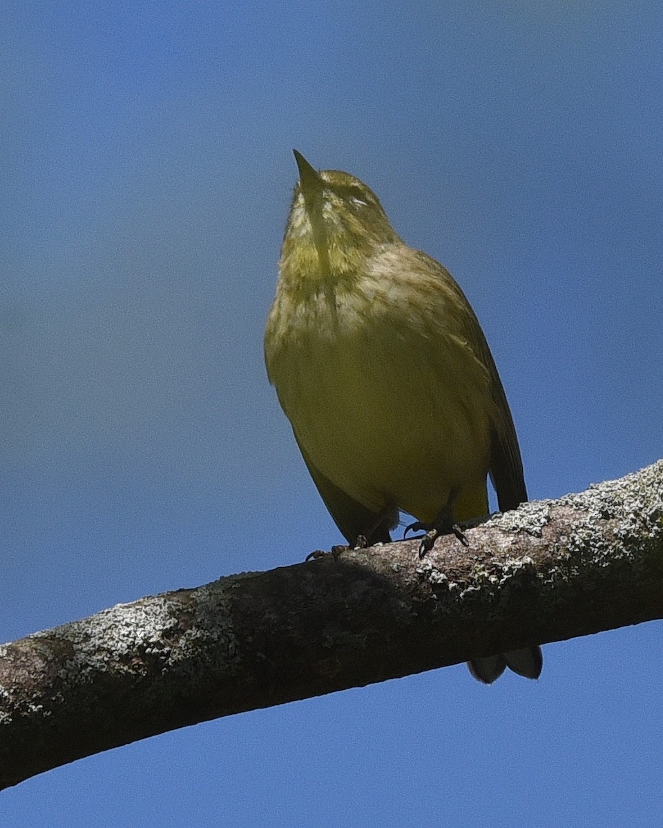 Palm Warbler - ML636794275