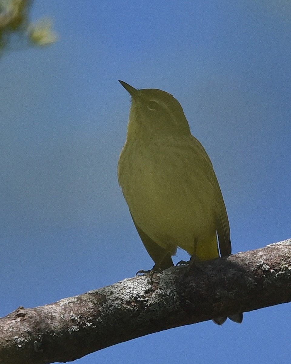 Palm Warbler - ML636794281