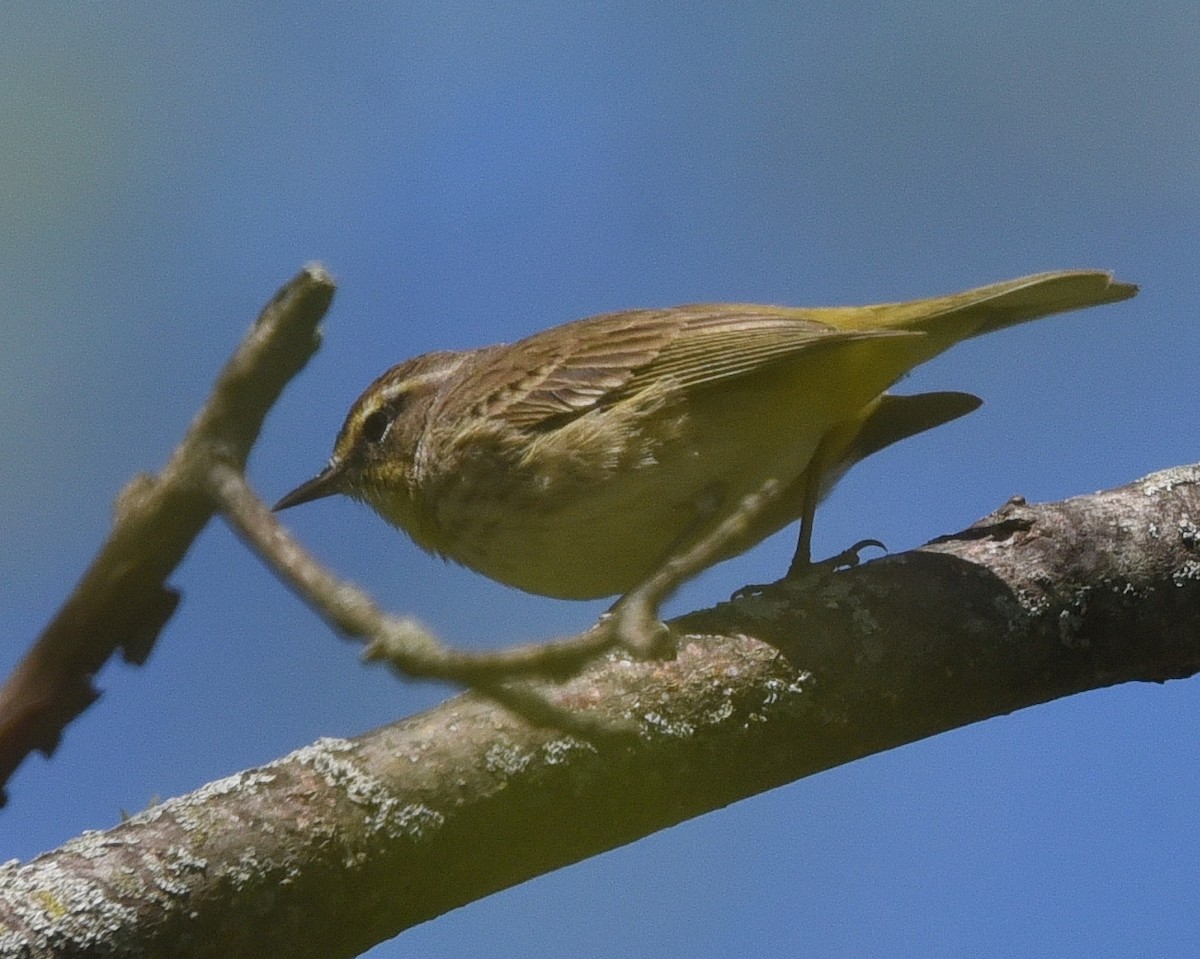 Palm Warbler - ML636794291