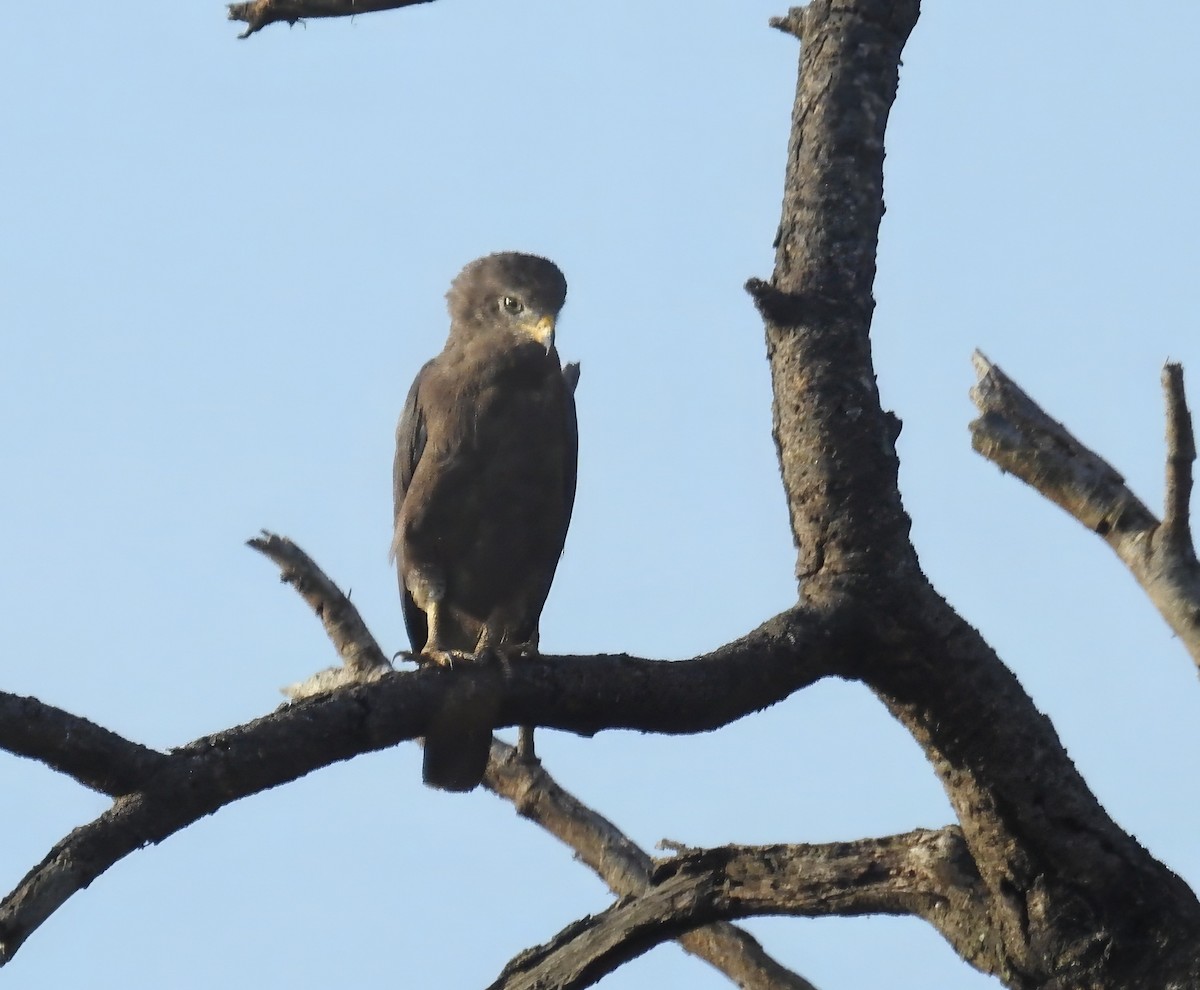 Western Banded Snake-Eagle - ML636794313