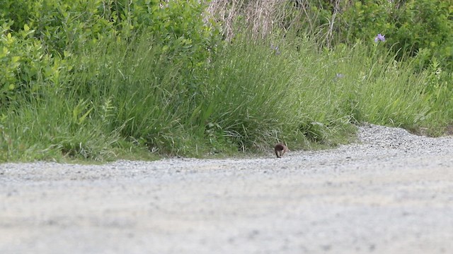 Ermellino americano - ML636794371