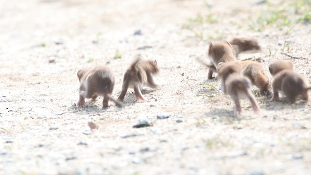 Ermellino americano - ML636794372