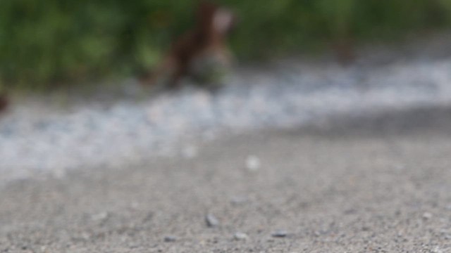 Ermellino americano - ML636794375