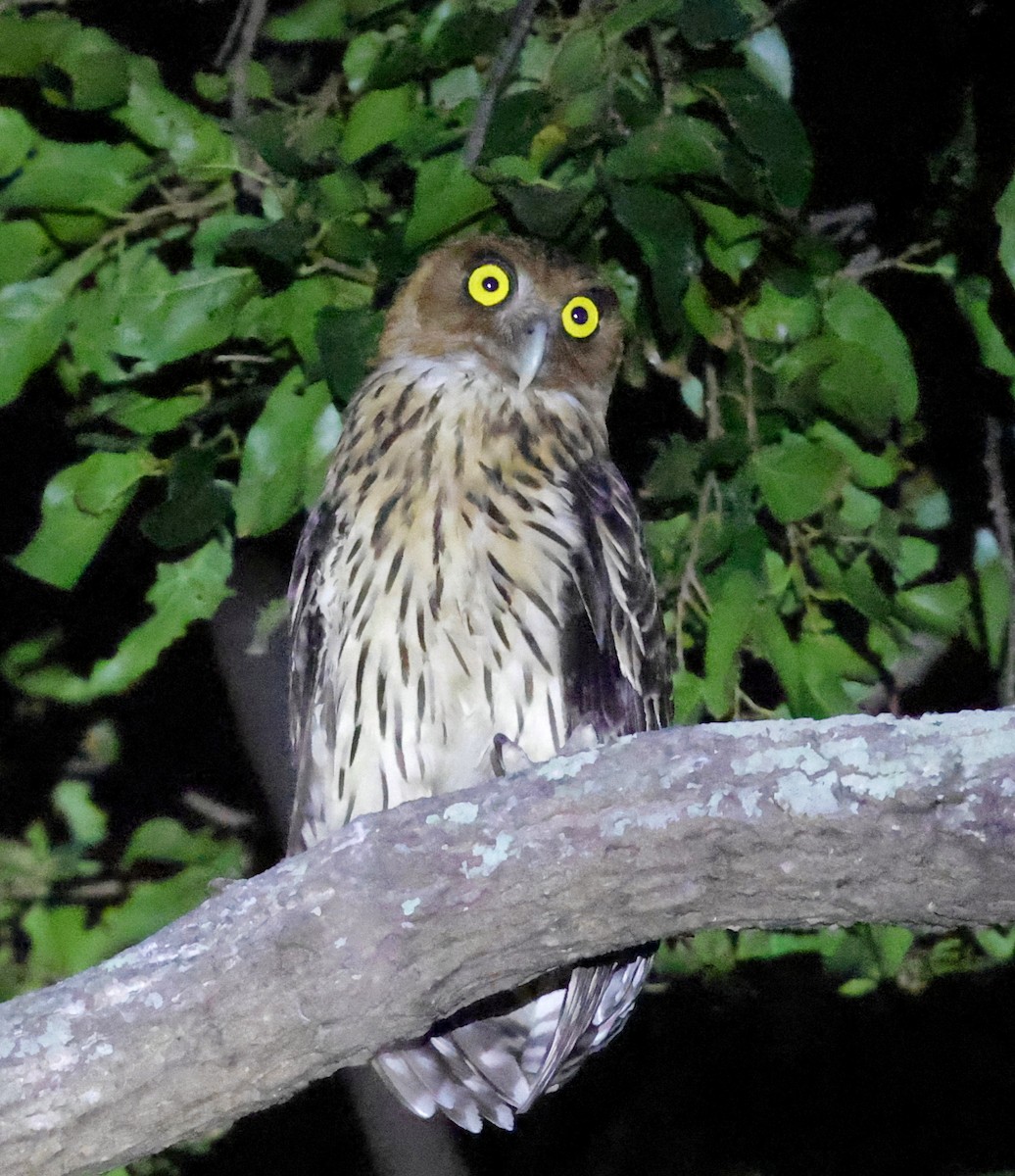 Philippine Eagle-Owl - ML636794455