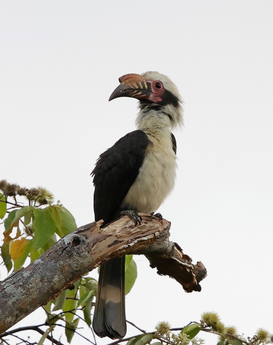 Luzon Hornbill - ML636794513
