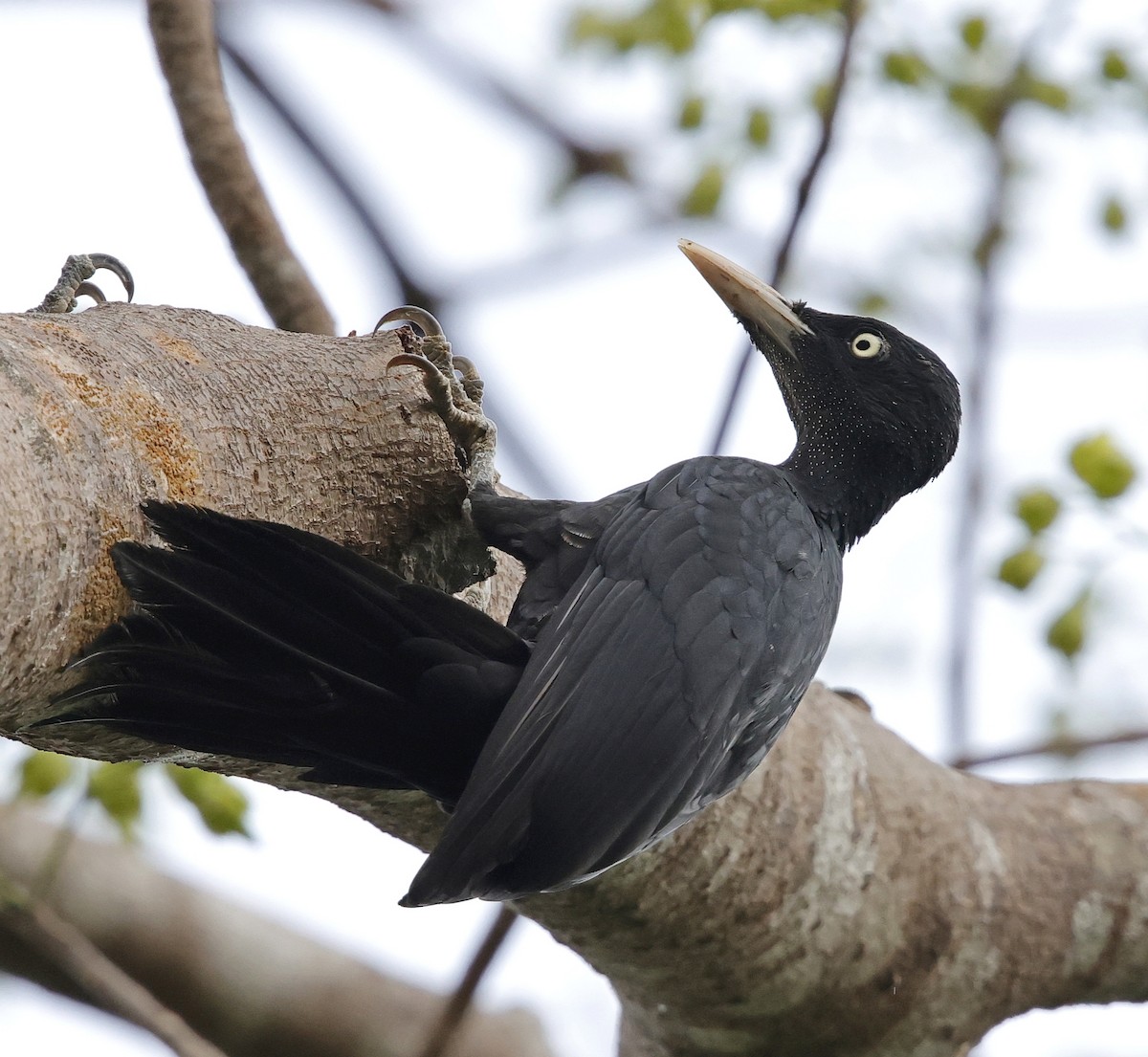 Northern Sooty-Woodpecker - ML636794535