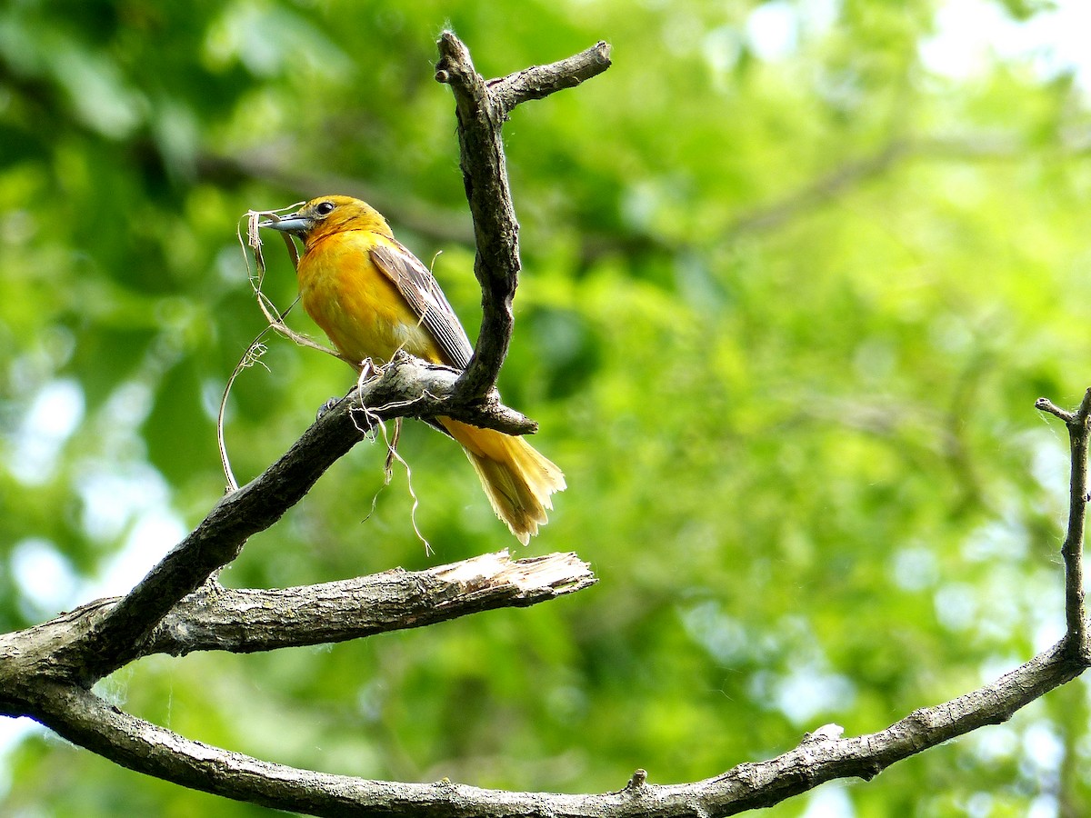 Baltimore Oriole - ML636794537
