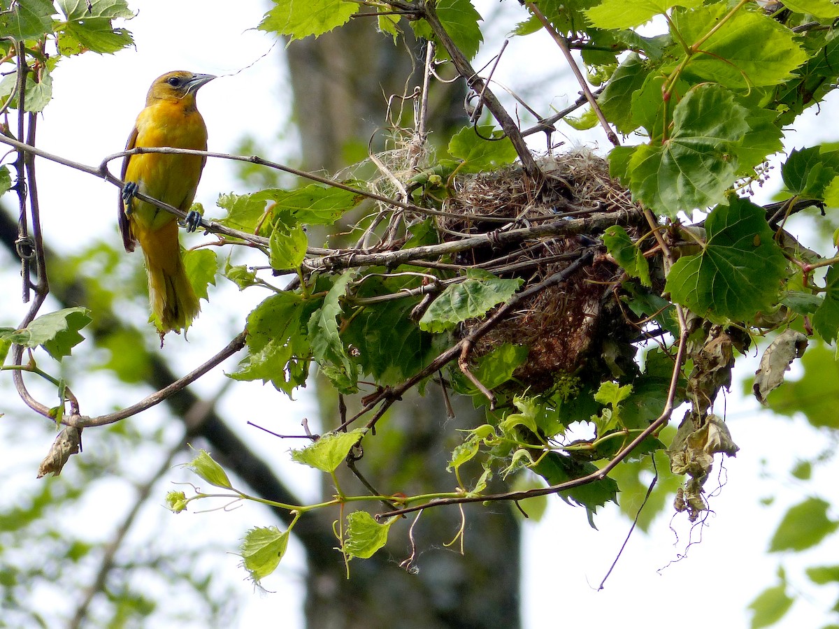 Baltimore Oriole - ML636794559