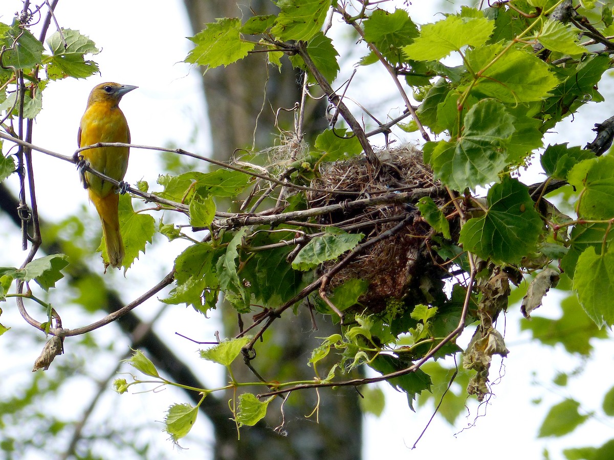 Baltimore Oriole - ML636794560