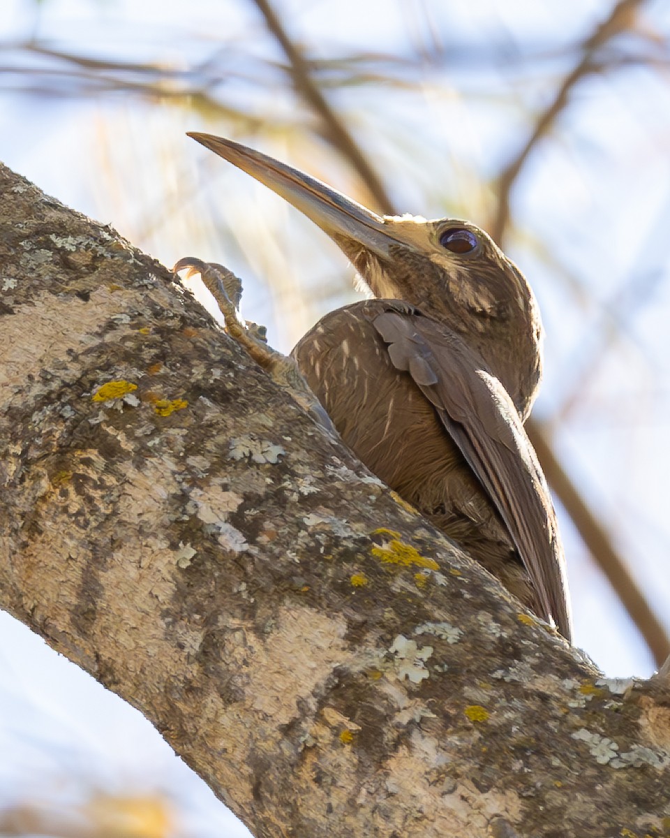 Moustached Woodcreeper - ML636794566