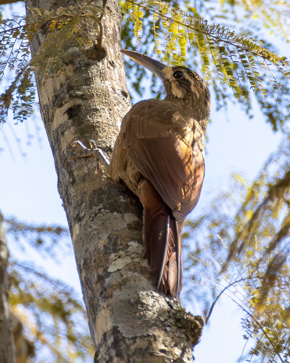 Moustached Woodcreeper - ML636794569
