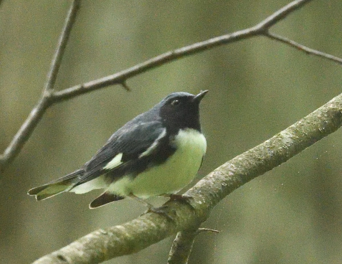 Black-throated Blue Warbler - ML636794639