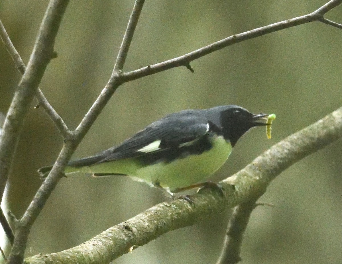 Black-throated Blue Warbler - ML636794640
