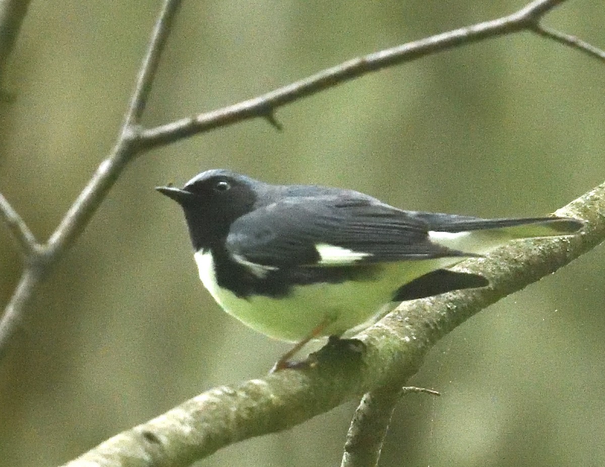 Black-throated Blue Warbler - ML636794641