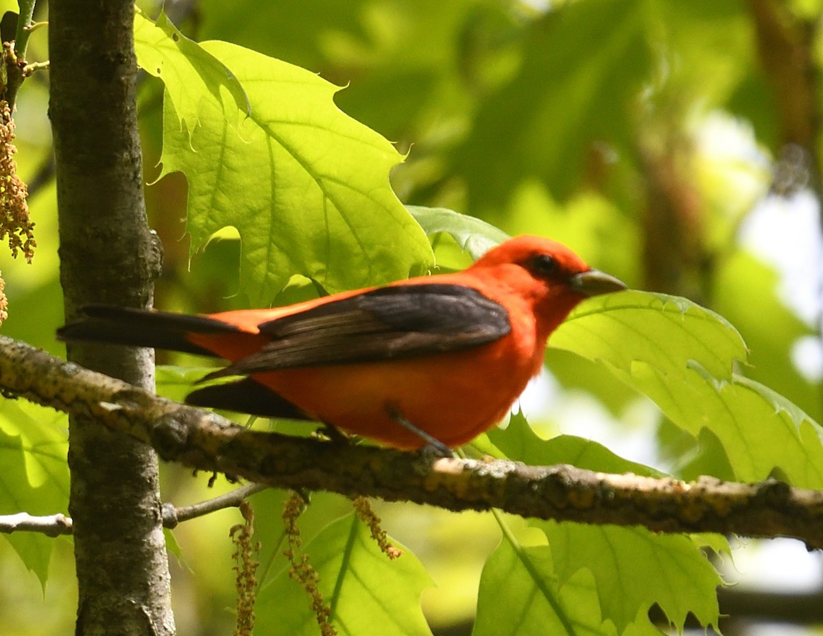 Scarlet Tanager - ML636794662