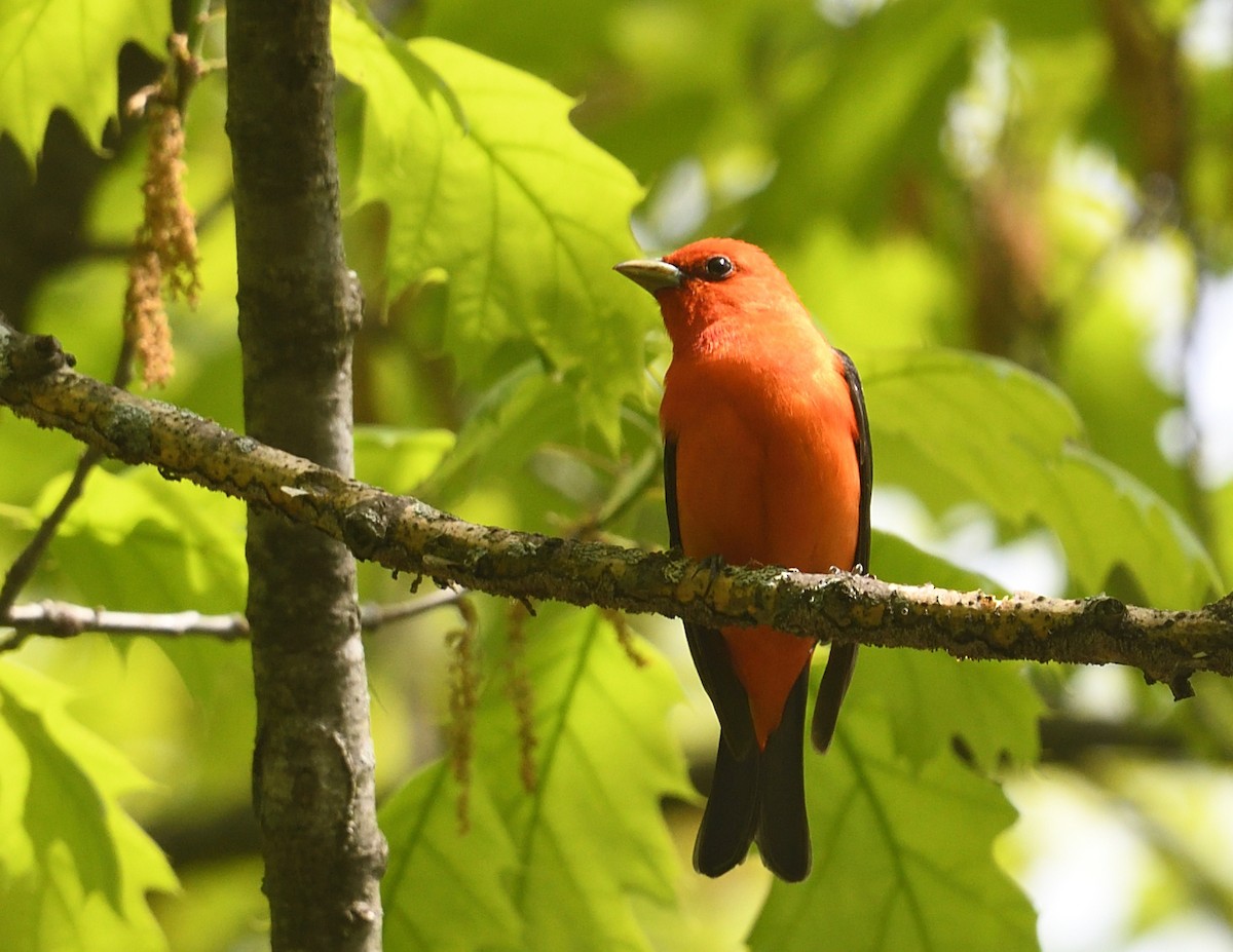 Scarlet Tanager - ML636794663