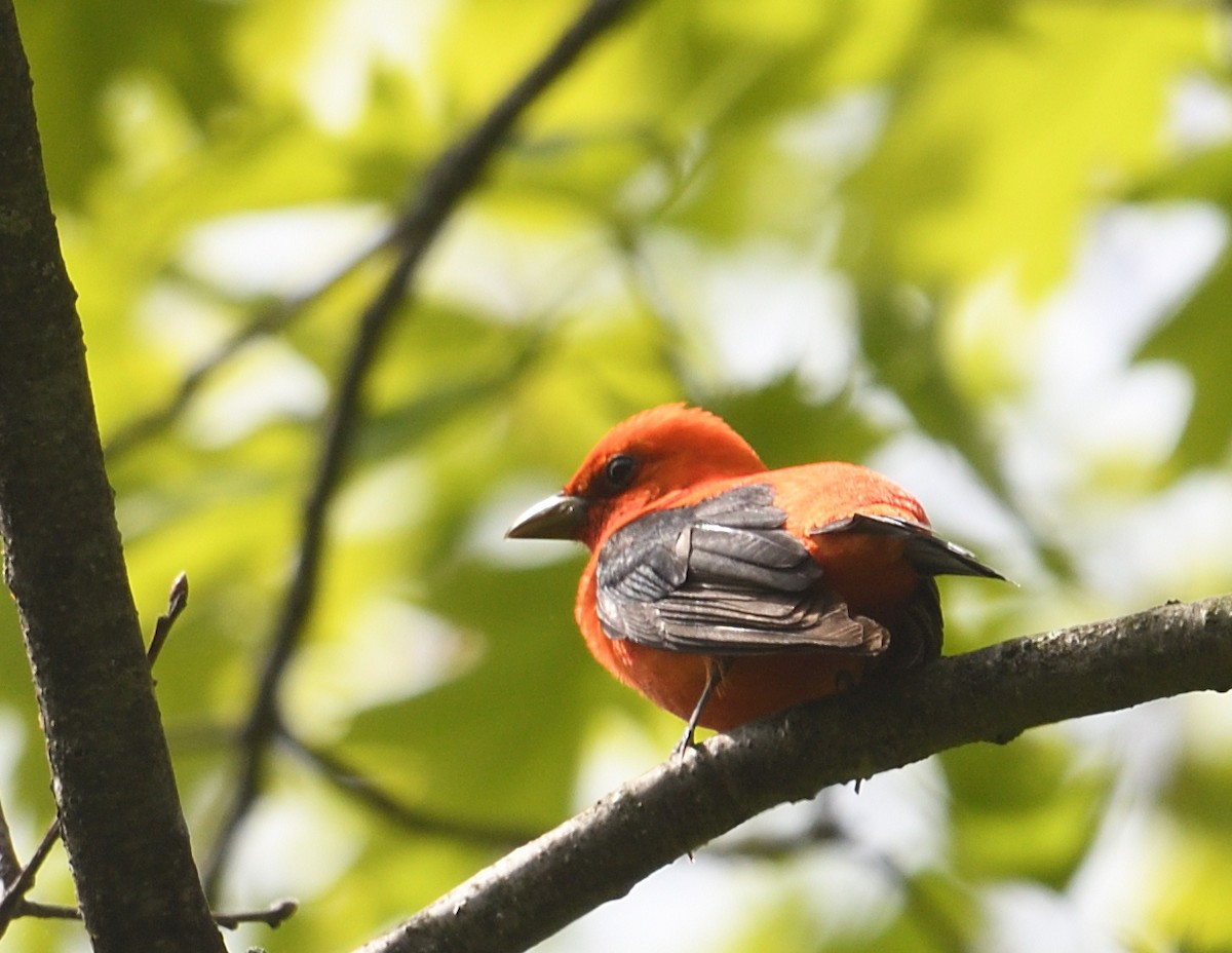 Scarlet Tanager - ML636794664