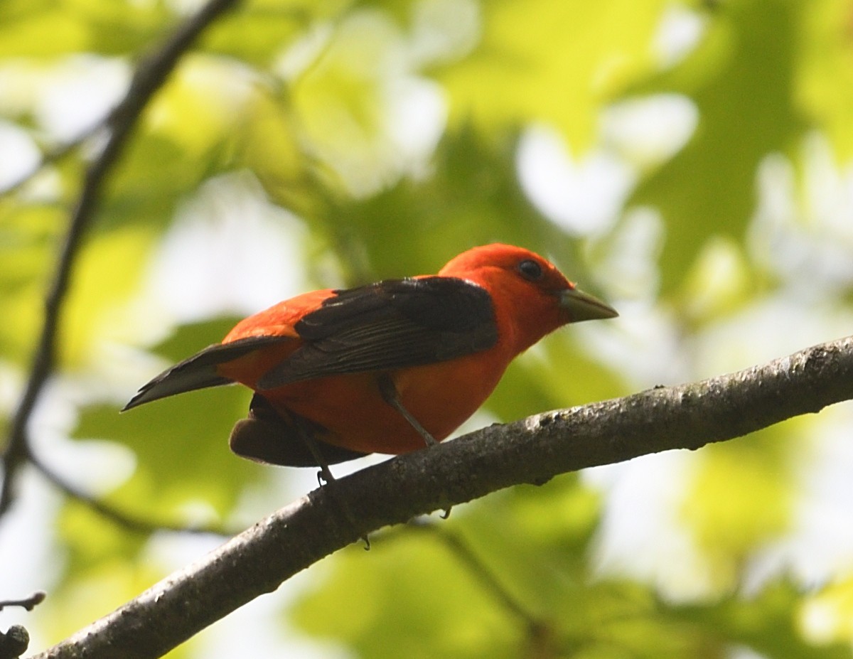 Scarlet Tanager - ML636794665