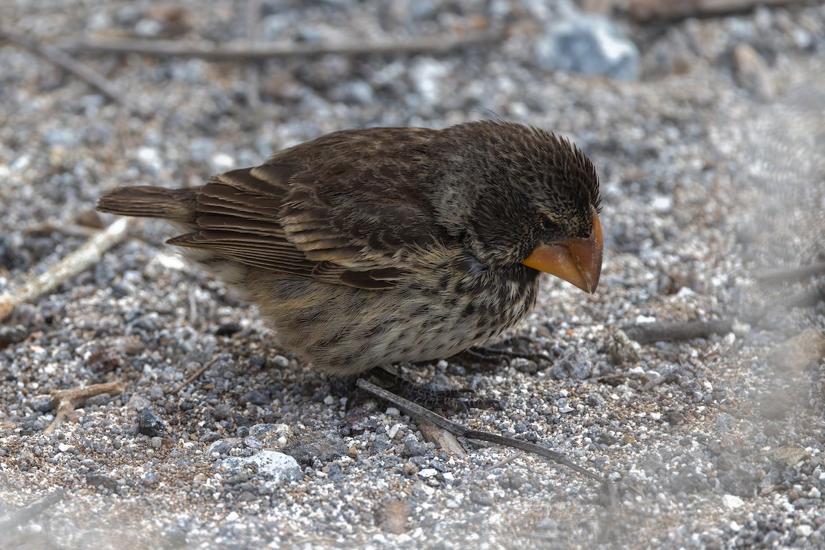 Large Ground-Finch - ML636794683