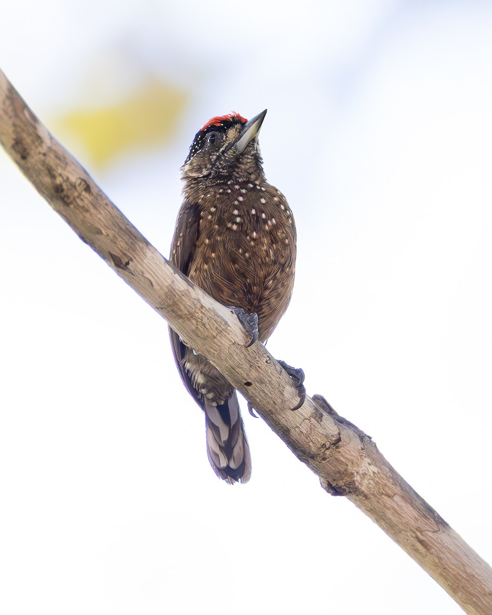 Spotted Piculet - ML636794706