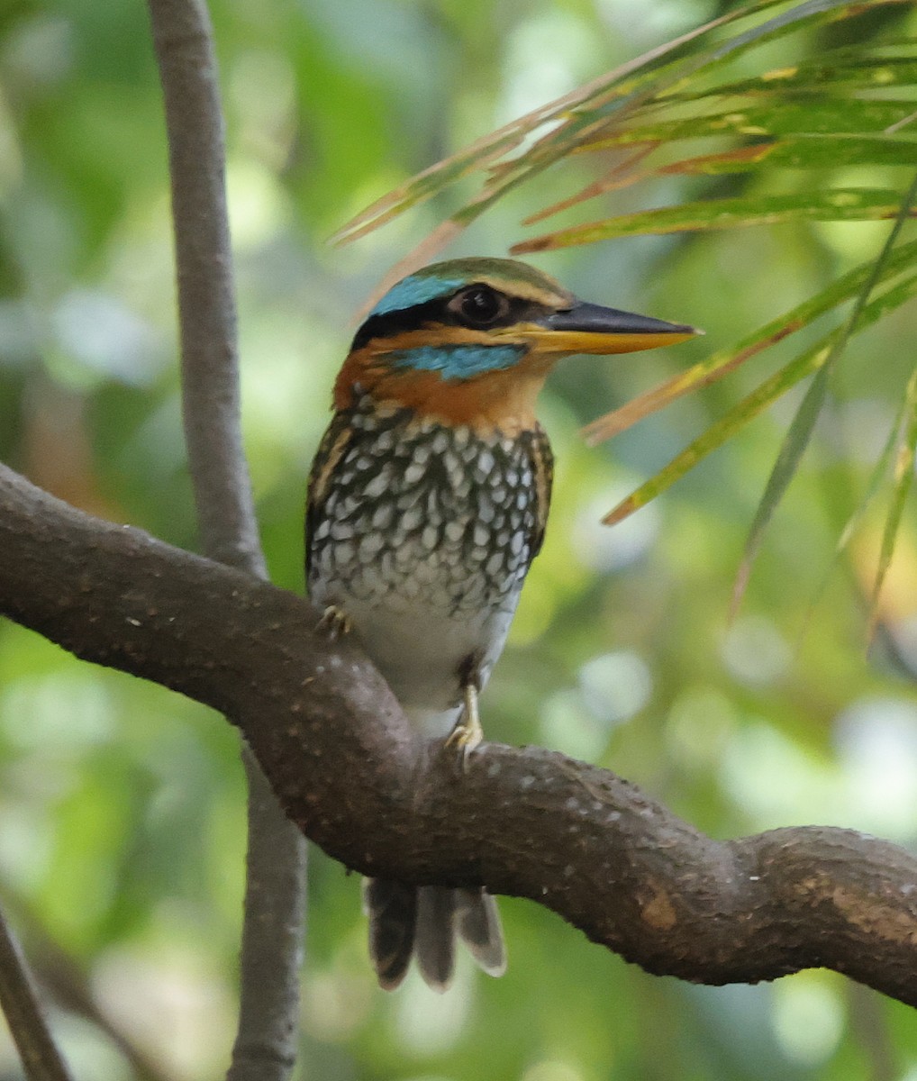 Spotted Kingfisher - ML636794733