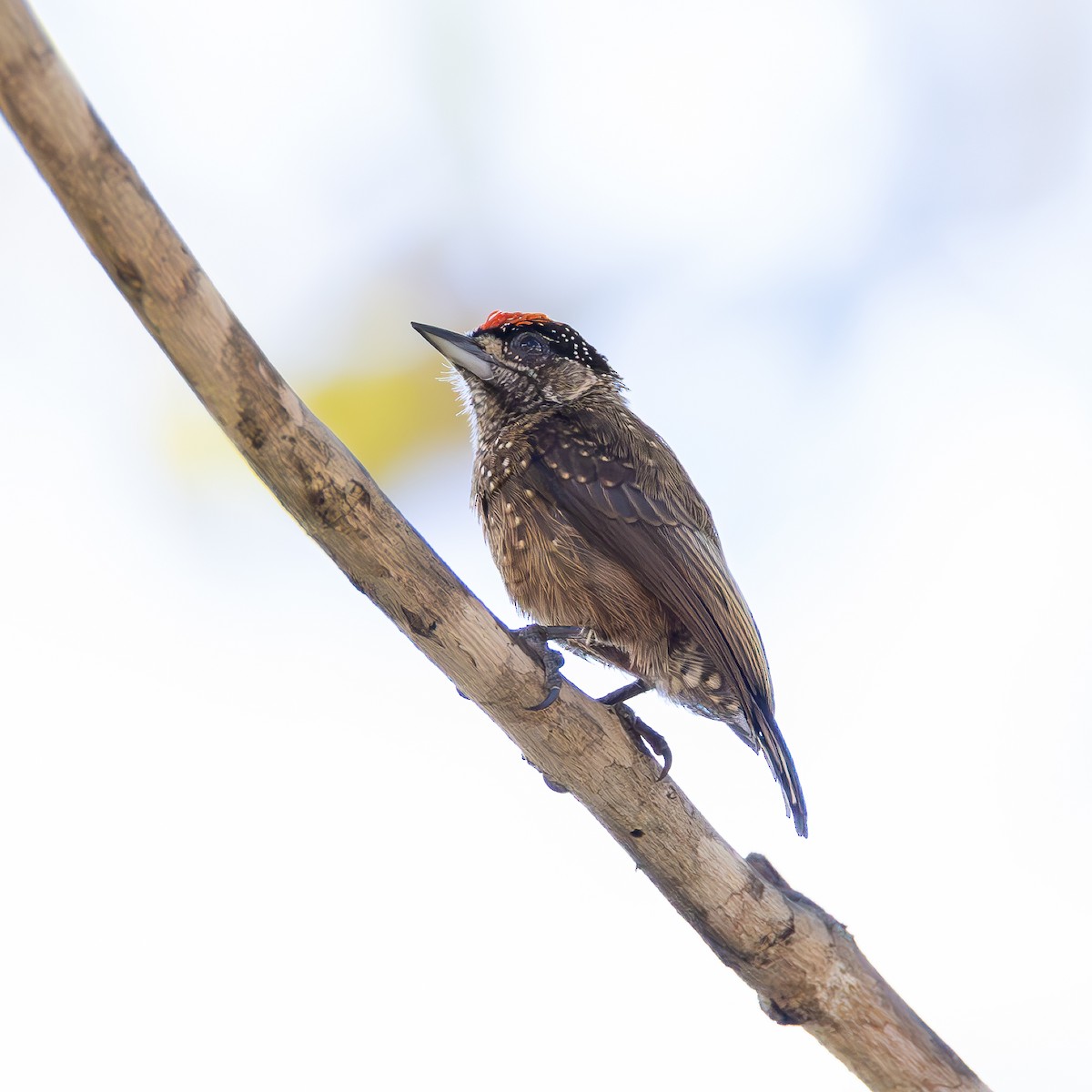 Spotted Piculet - ML636794743