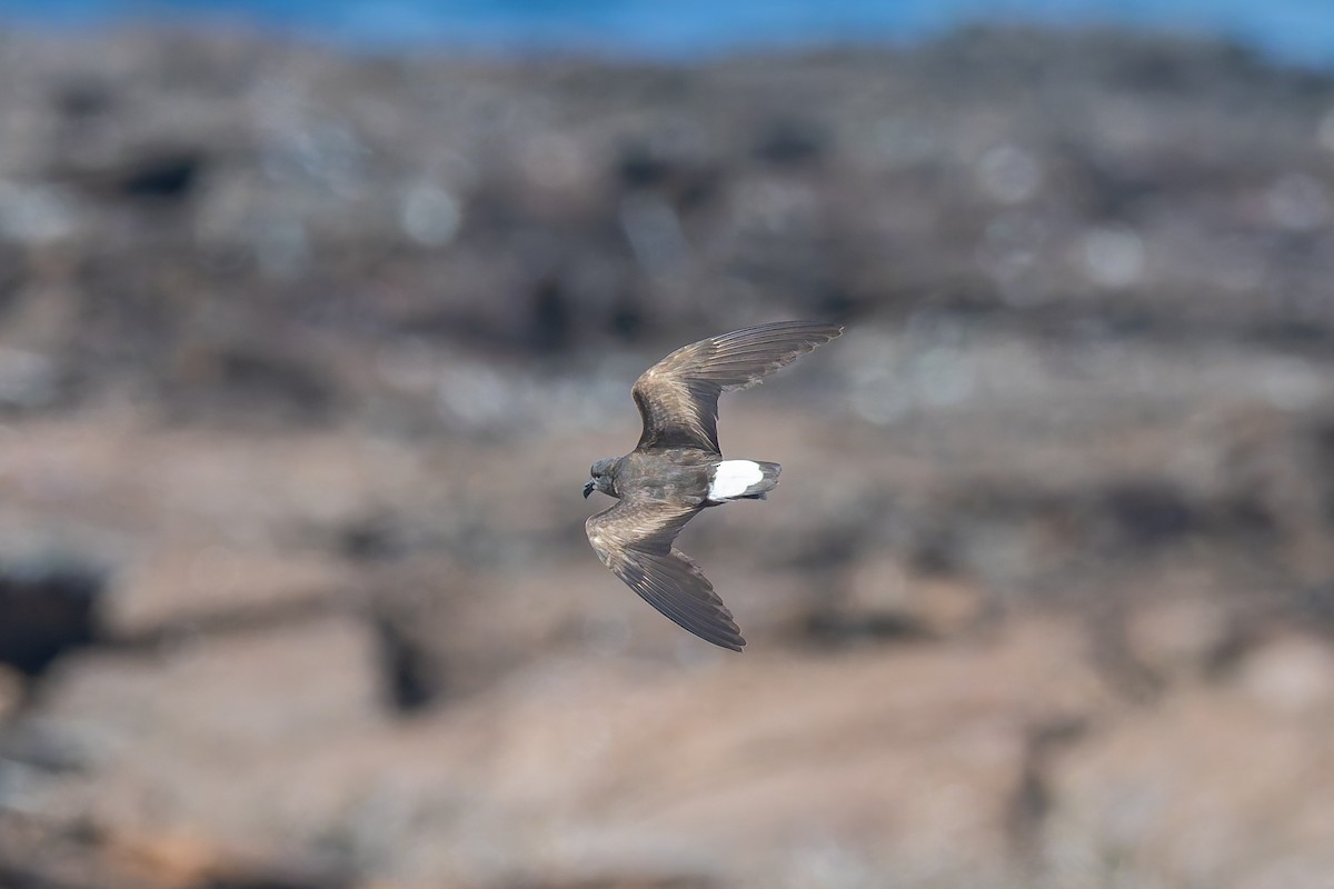 Wedge-rumped Storm-Petrel - ML636794745