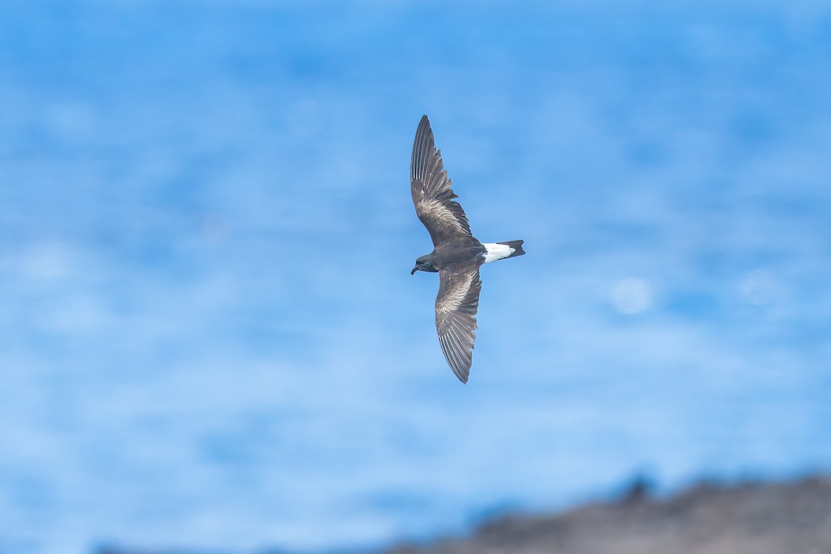 Wedge-rumped Storm-Petrel - ML636794746