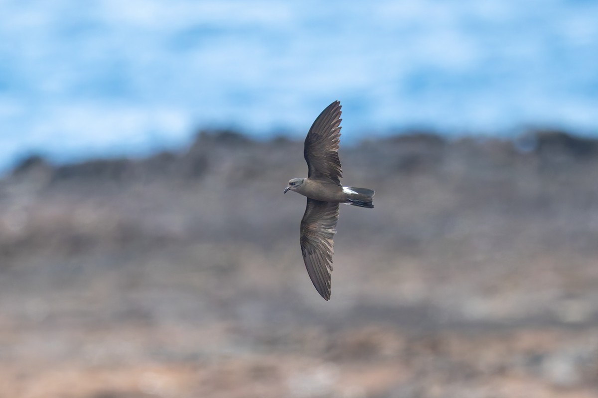 Wedge-rumped Storm-Petrel - ML636794747