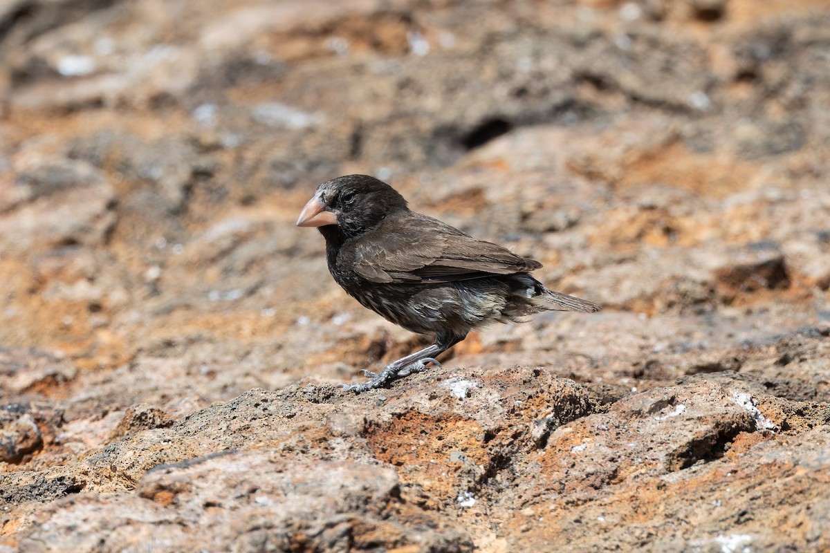 Genovesa Cactus-Finch - ML636794763