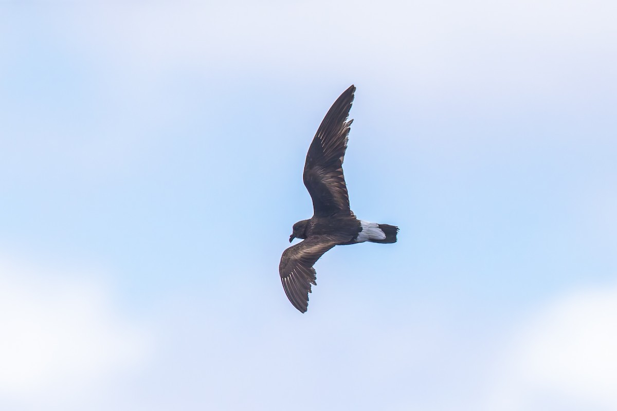 Wedge-rumped Storm-Petrel - ML636794779