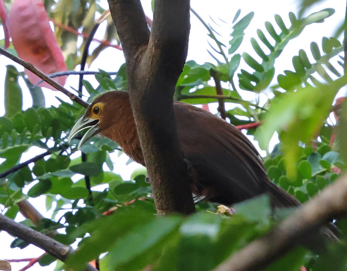 Rufous Coucal - ML636794857