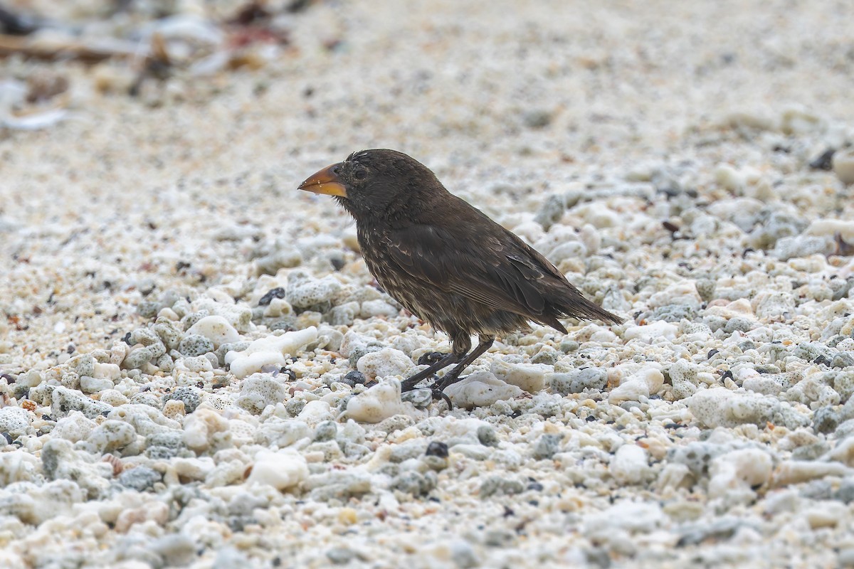Genovesa Cactus-Finch - ML636794859
