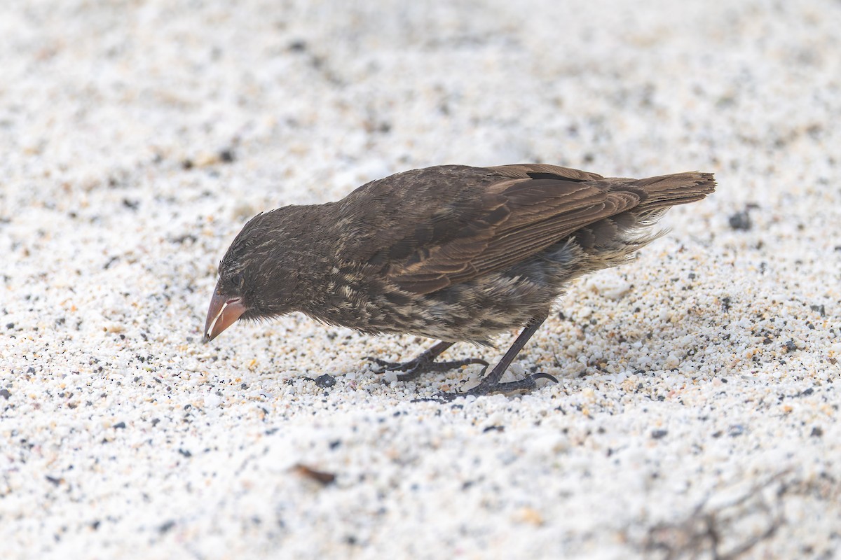 Genovesa Cactus-Finch - ML636794860