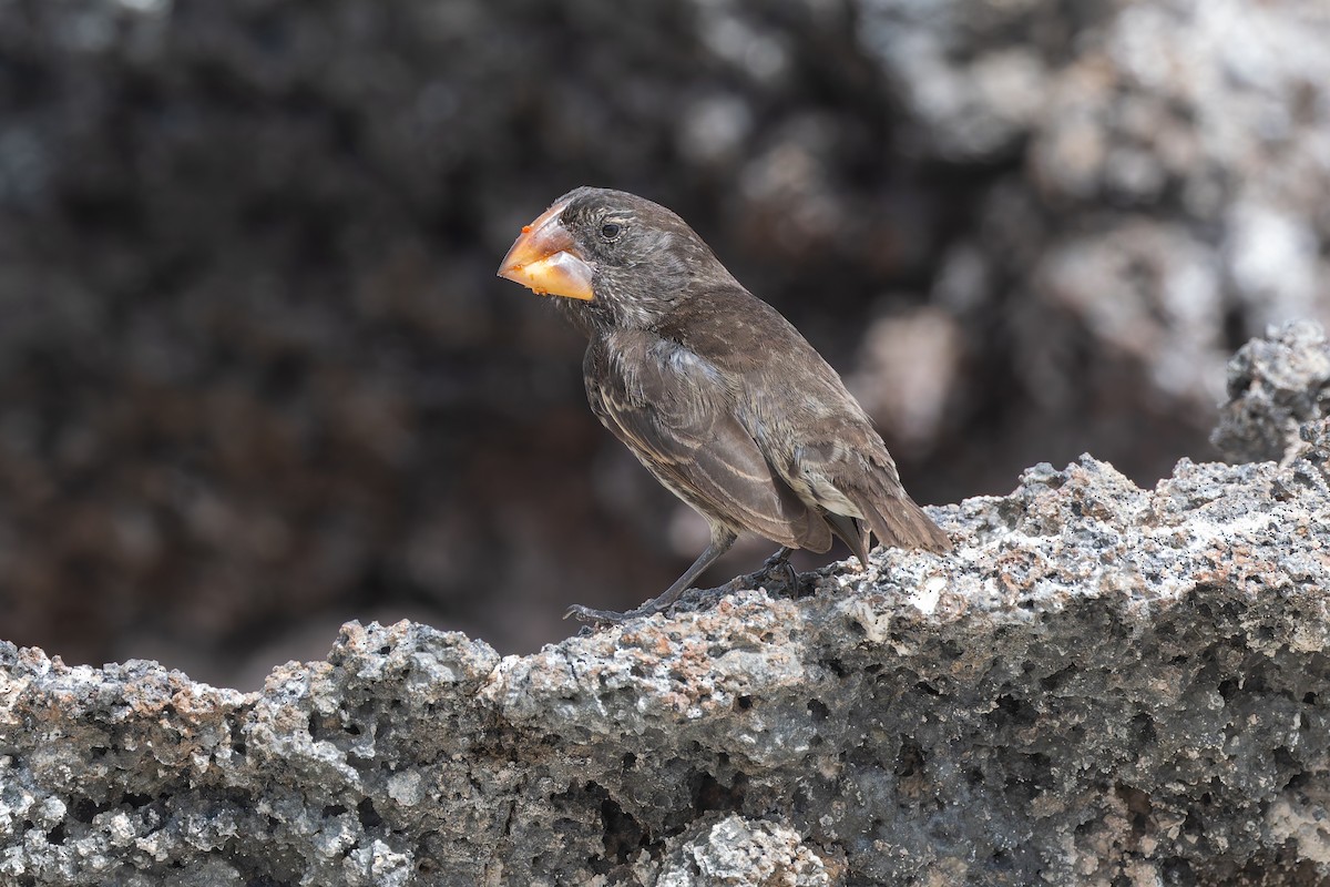 Large Ground-Finch - ML636794865