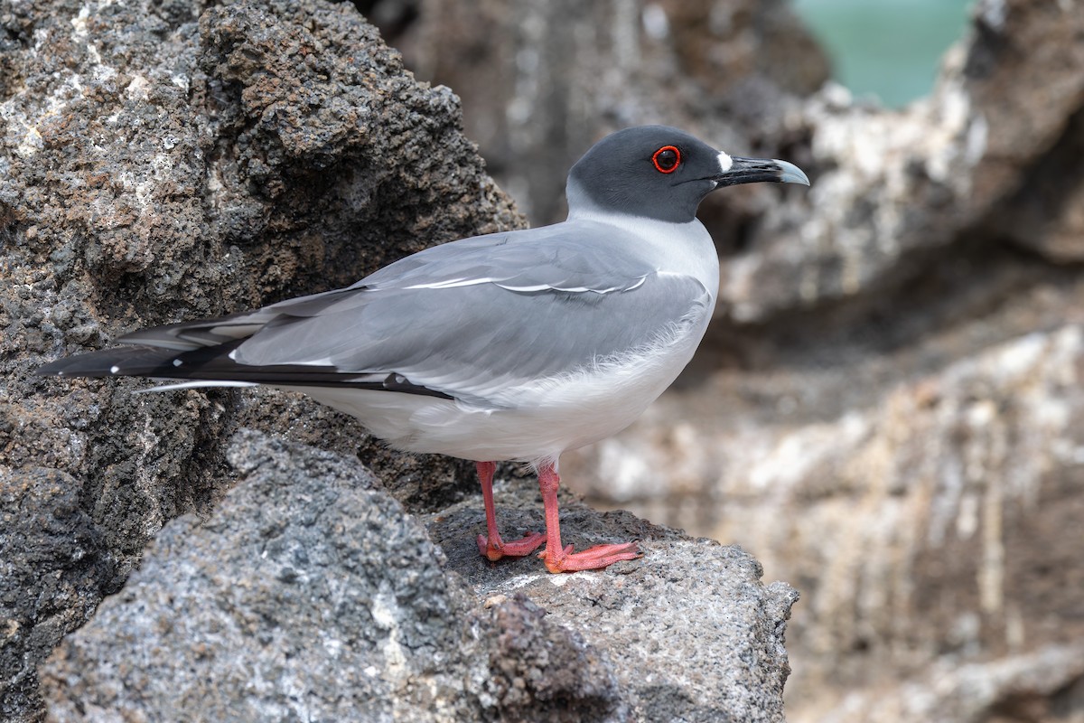 Swallow-tailed Gull - ML636794870