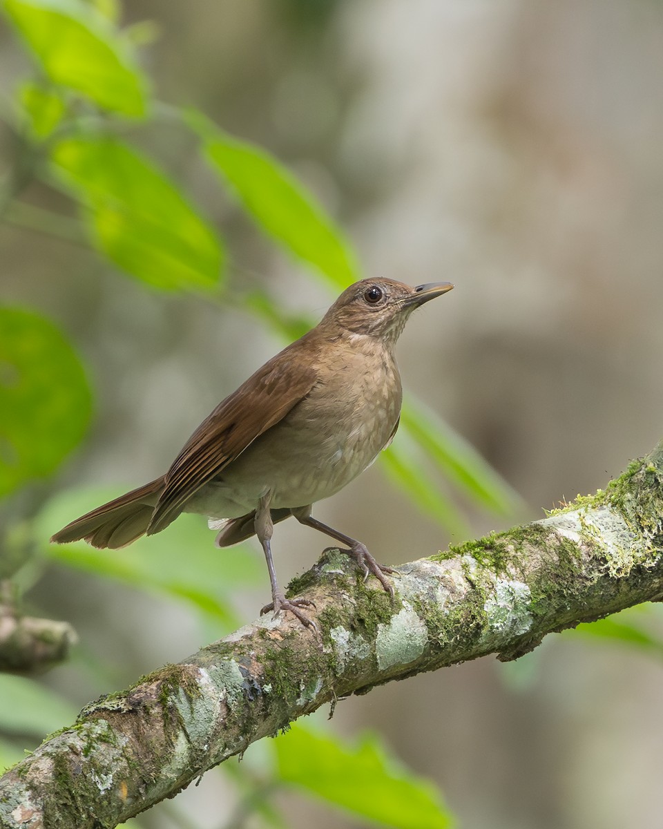 Cocoa Thrush - ML636794872