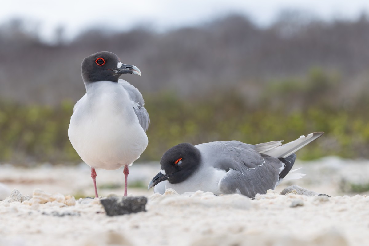 Swallow-tailed Gull - ML636794895