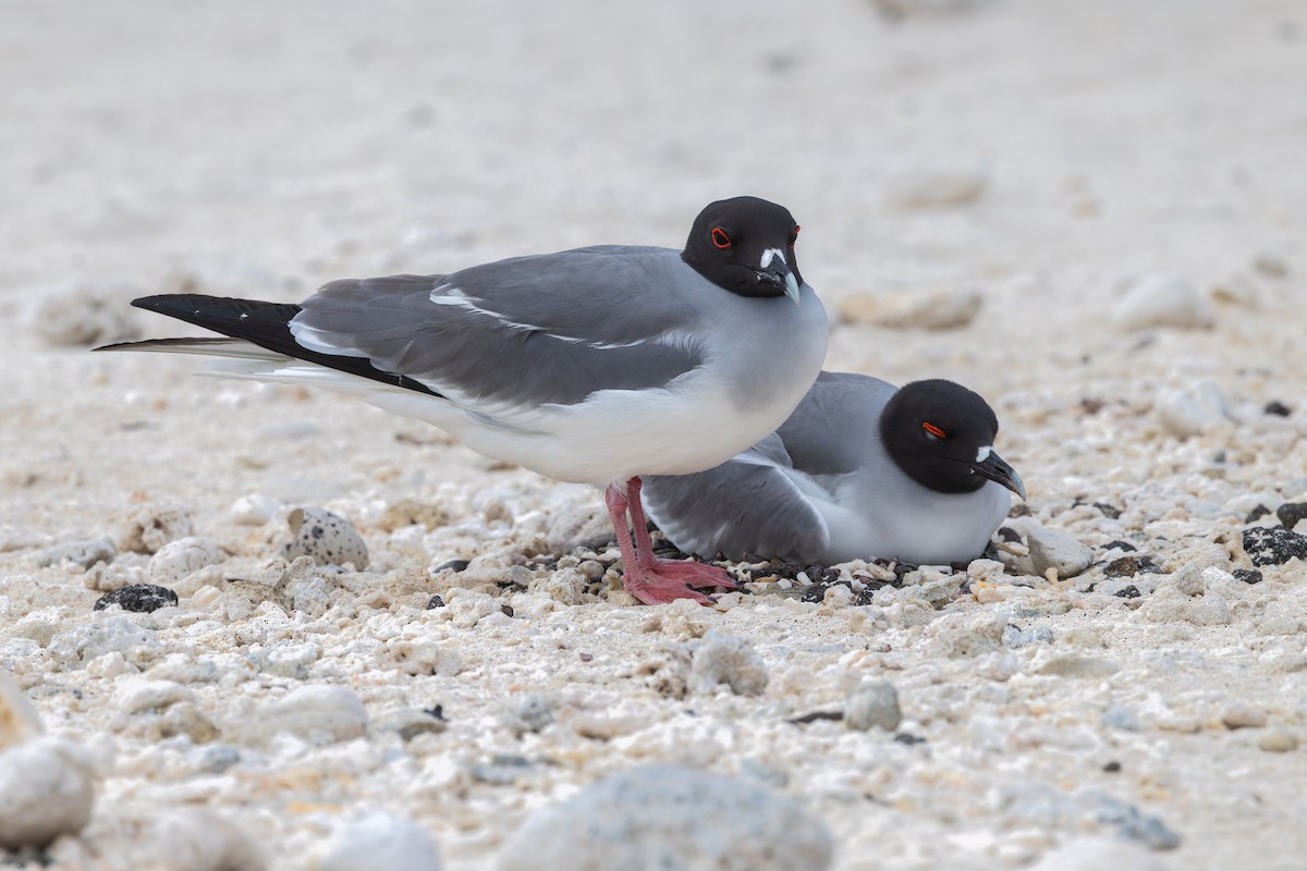 Swallow-tailed Gull - ML636794933