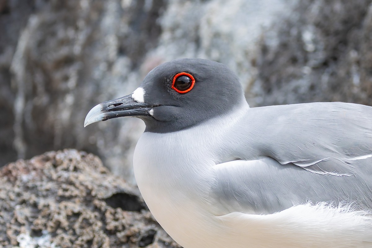 Swallow-tailed Gull - ML636794939