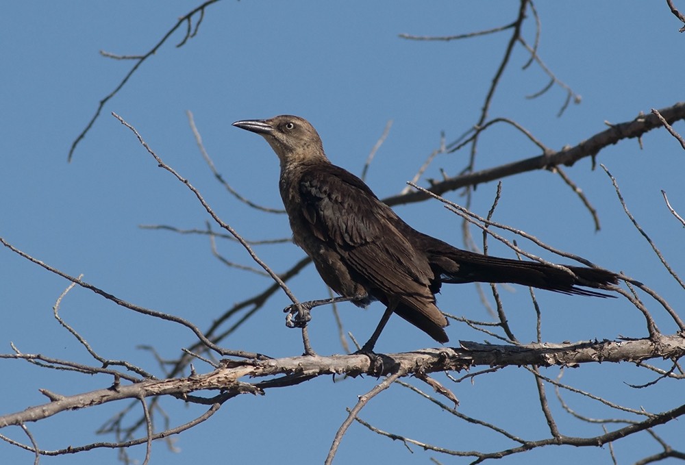 Great-tailed Grackle - ML63679501