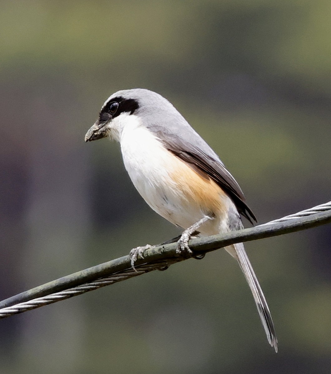 Mountain Shrike - ML636795378