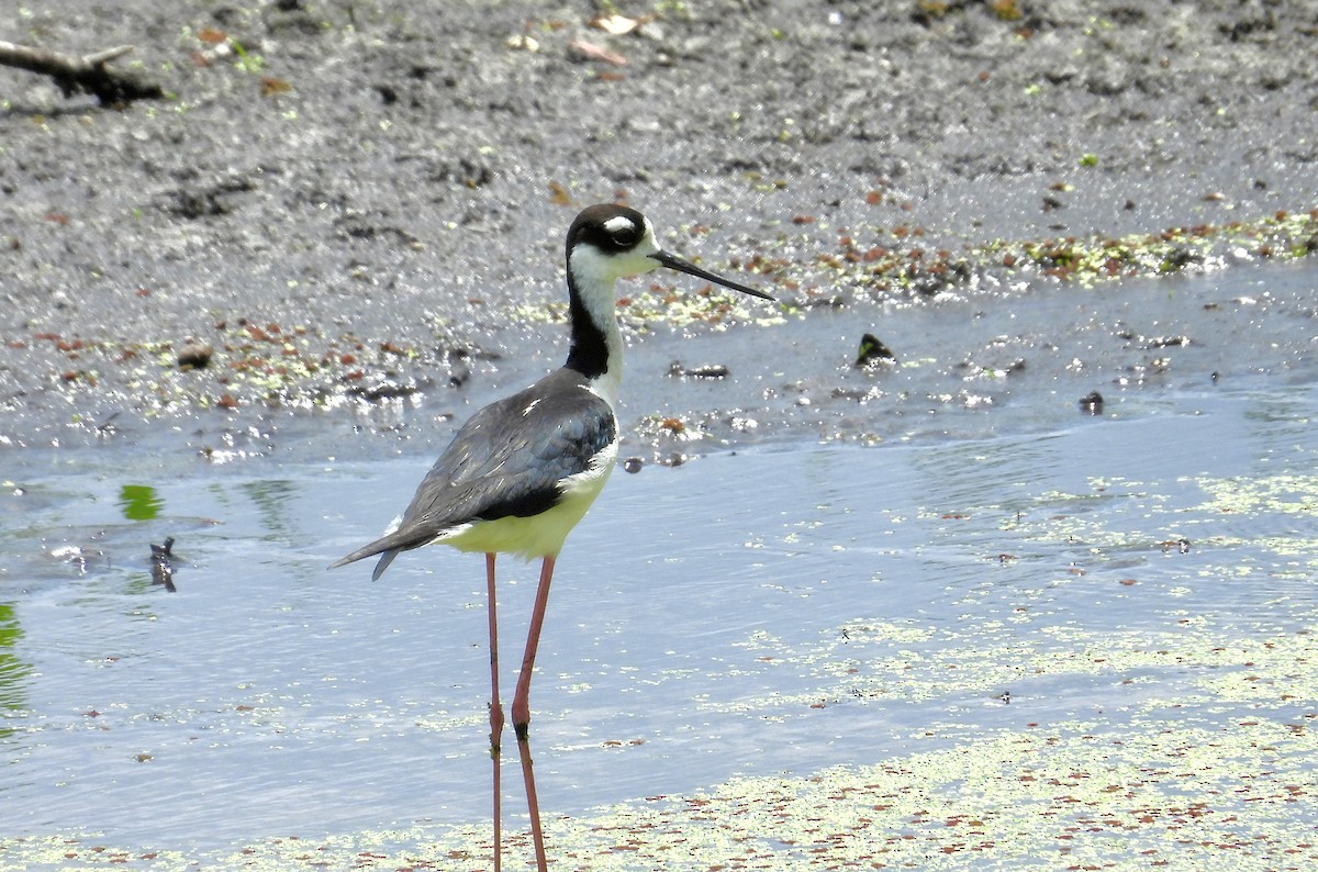 Black-necked Stilt - ML636795402