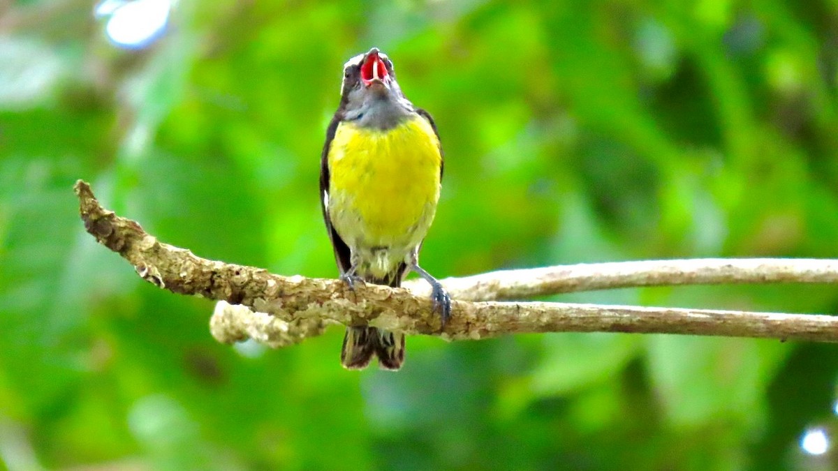 Bananaquit - ML636795428
