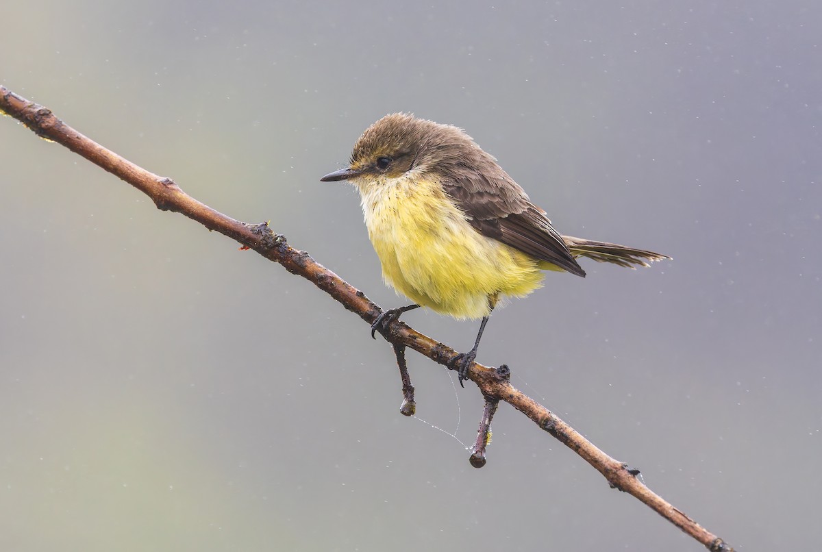Brujo Flycatcher - ML636795437