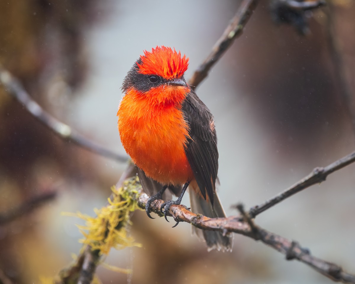 Brujo Flycatcher - ML636795438