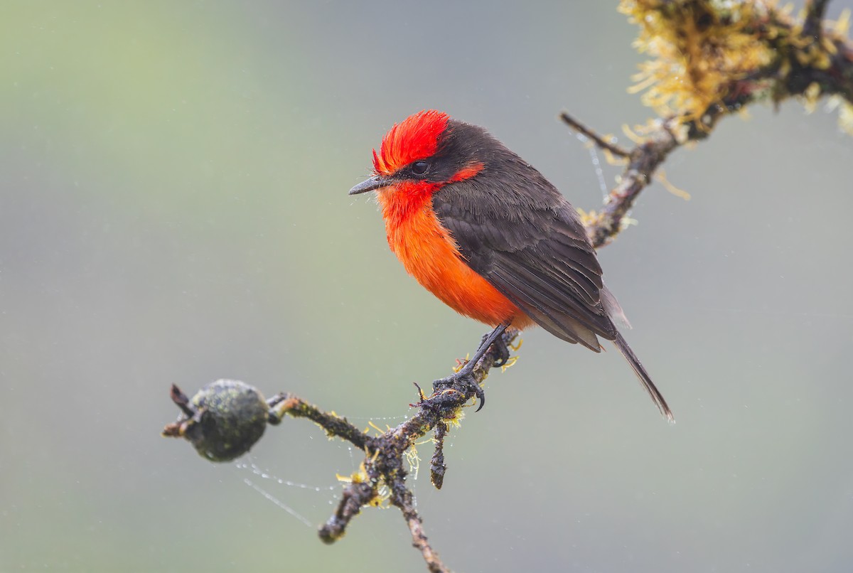 Brujo Flycatcher - ML636795439