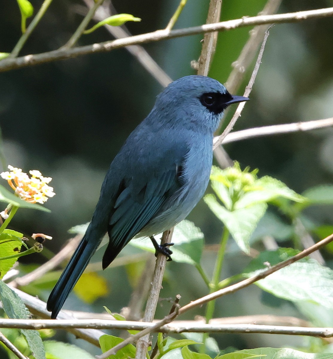 Turquoise Flycatcher - ML636795443